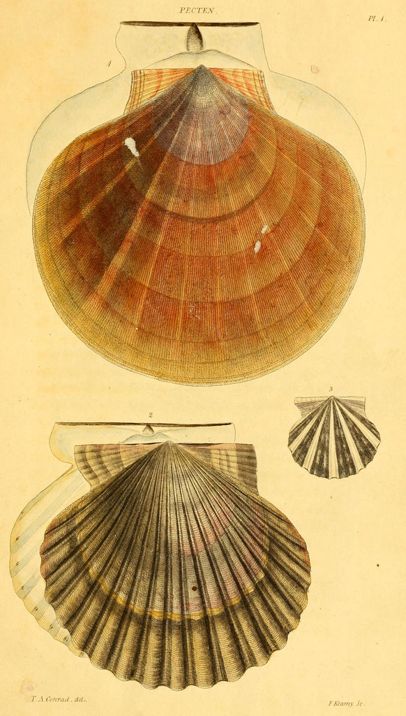 Shells on Page